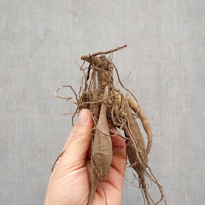 Amostra de Dália semi-cactus Match Bulbo tal como entregue na primavera