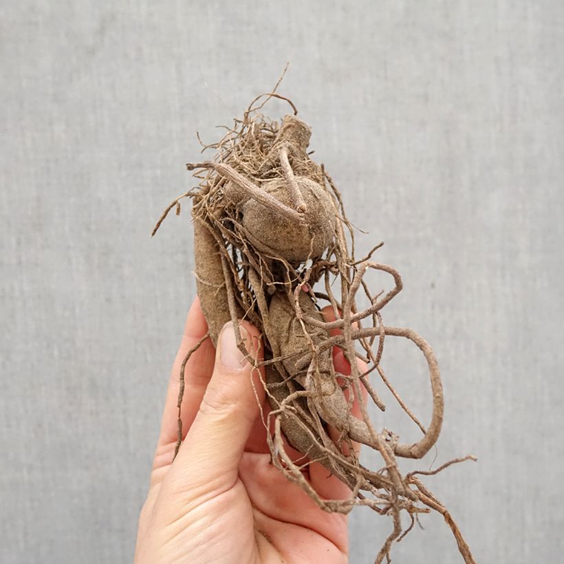 Amostra de Dália semi-cactus Okapi Sunset Bulbo Calibre I tal como entregue na primavera