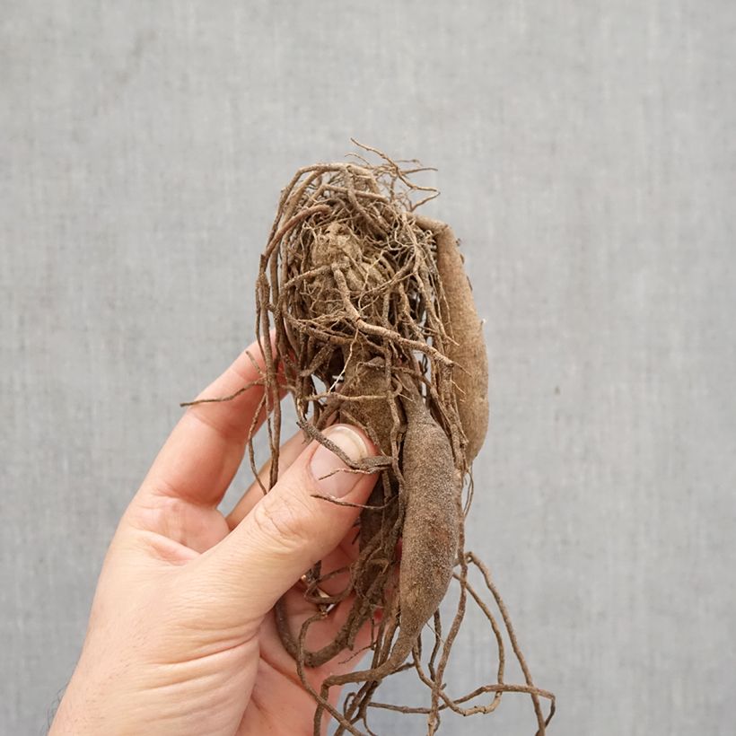 Amostra de Dália semi-cactus Purple Gem Bulbo Calibre I tal como entregue na primavera