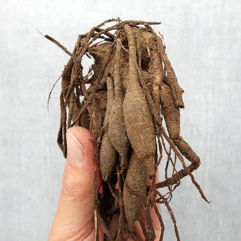 Amostra de Dália semi-cactus Rip City Bulbo Calibre I tal como entregue na primavera