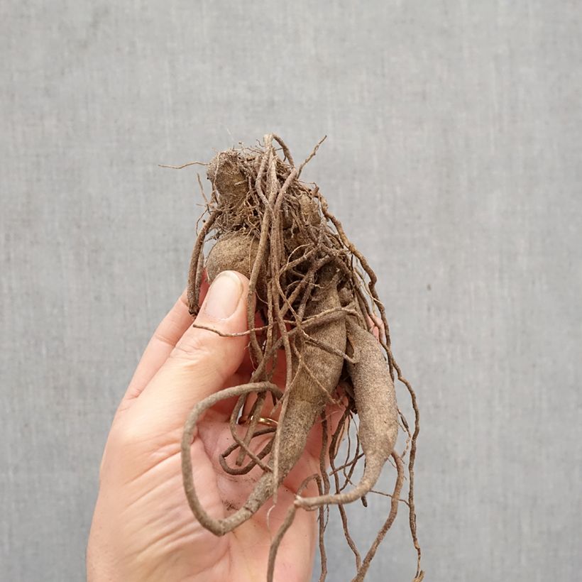 Amostra de Dália semi-cactus Roi René Bulbo tal como entregue na primavera