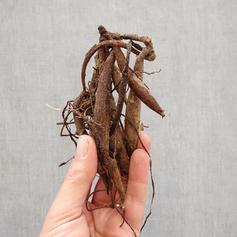 Amostra de Dahlia semi cactus Summer Breeze Bulbo Calibre I tal como entregue na primavera