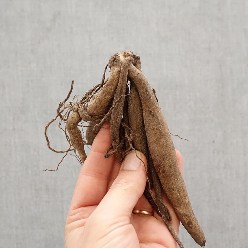 Amostra de Dália semi-cactus Veritable Bulbo Calibre I tal como entregue na primavera