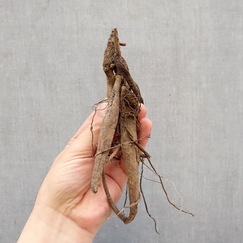 Amostra de Dália semi-cactus Witteman's Best Bulbo Calibre I tal como entregue na primavera