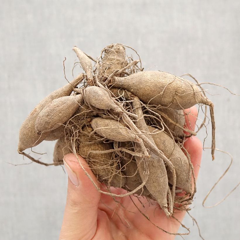 Amostra de Dália decorativa Sweet Love Bulbo Calibre I tal como entregue na primavera