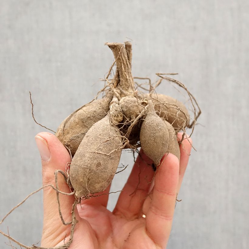 Amostra de Dália pompon Symphony Bulbo Calibre I tal como entregue na primavera