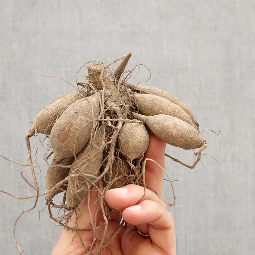 Amostra de Dália decorativa Temple of Beauty Bulbo Calibre I tal como entregue na primavera