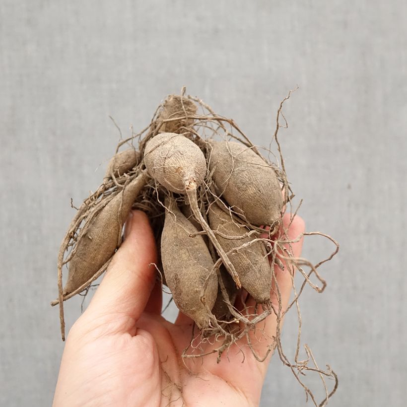 Amostra de Dália decorativa Verrone’s DF Bulbo Calibre I tal como entregue na primavera