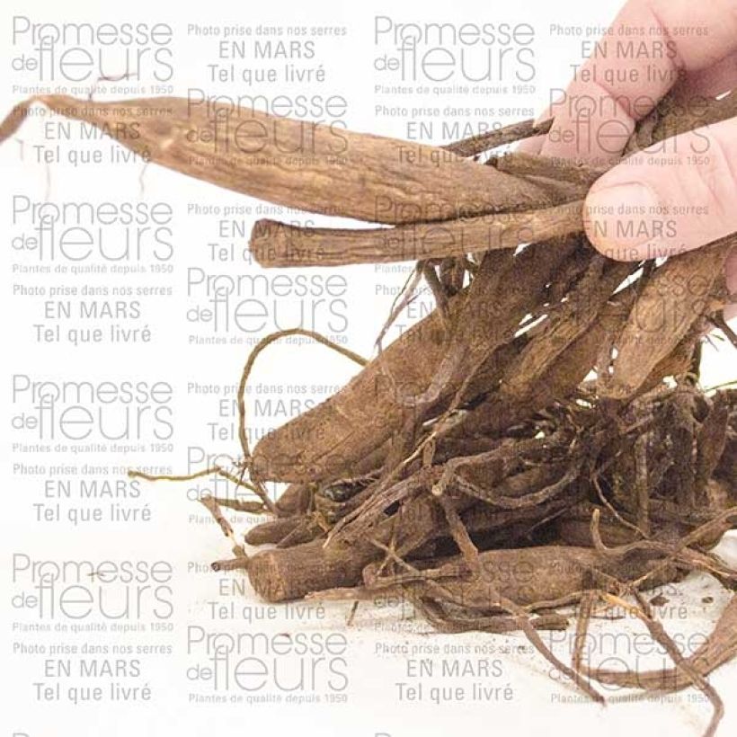 Exemplo de amostra de Dália bola Wizard Of Oz Bulbo Calibre I tal como entregue