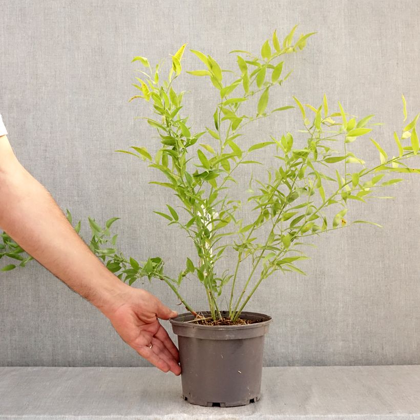 Amostra de Danae racemosa Vaso de 3 L/4 L tal como entregue no verão