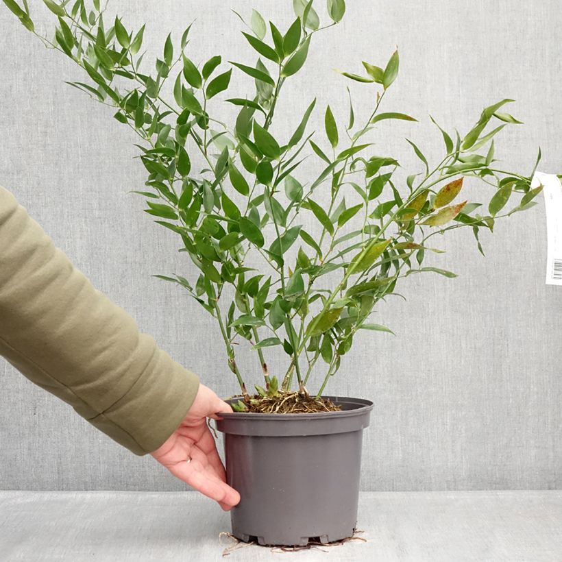 Amostra de Danae racemosa Vaso de 3 L/4 L tal como entregue no inverno