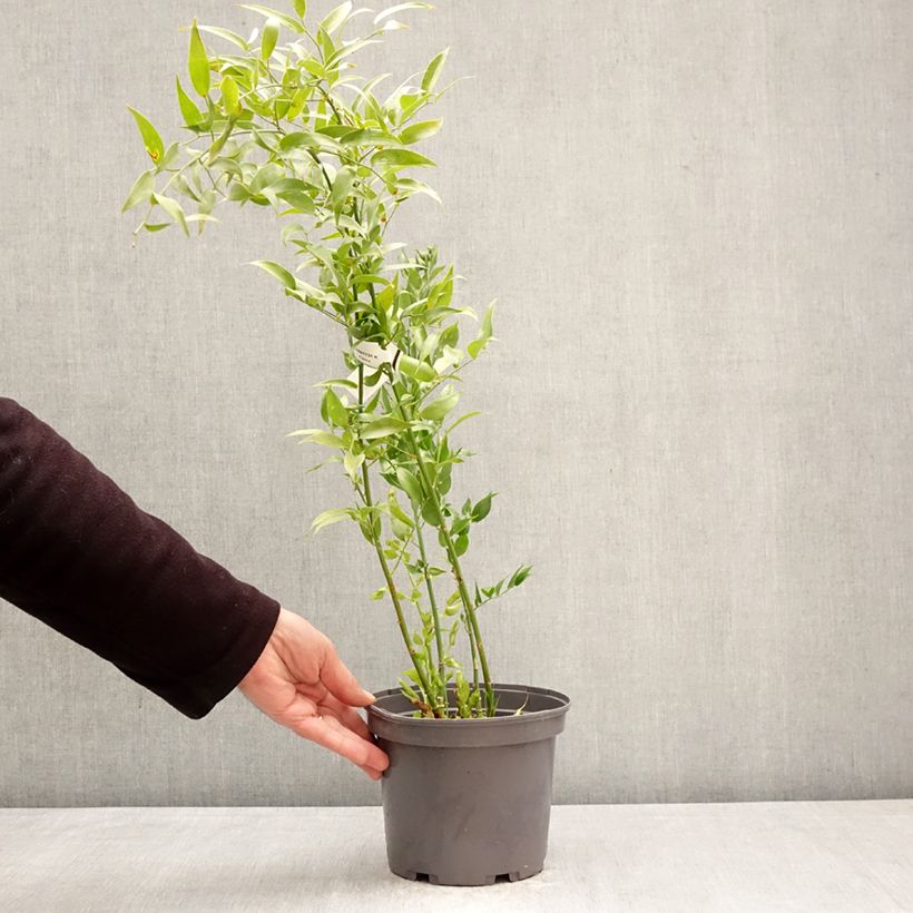 Amostra de Danae racemosa Vaso de 3 L/4 L tal como entregue na primavera