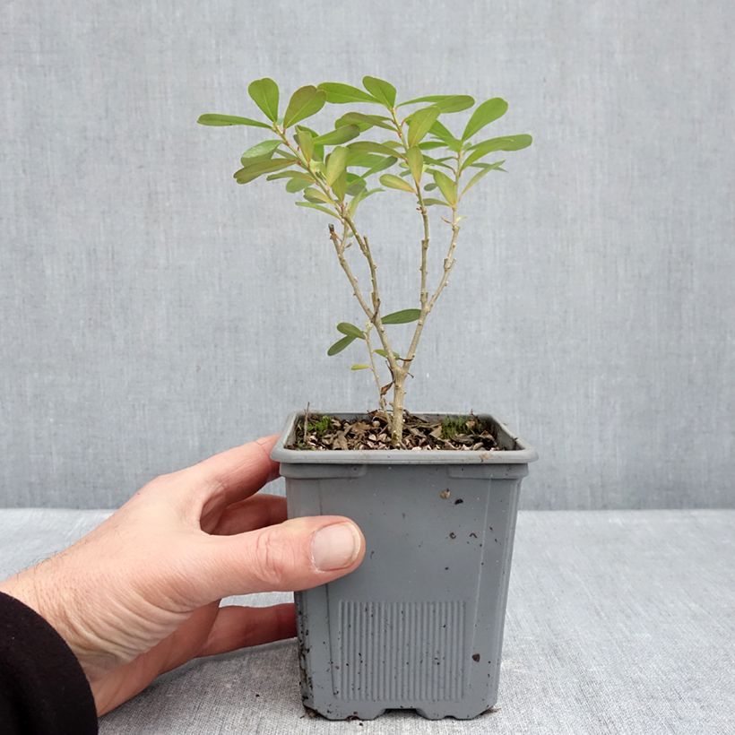 Amostra de Daphne gemmata Royal Crown Vaso de 1 L/1,5 L tal como entregue no inverno