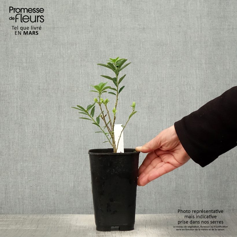 Amostra de Daphne gemmata Royal Crown Vaso de 2 L/3 L tal como entregue na primavera