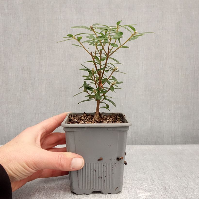 Amostra de Daphne Sweetheart Vaso de 1 L/1,5 L tal como entregue no inverno