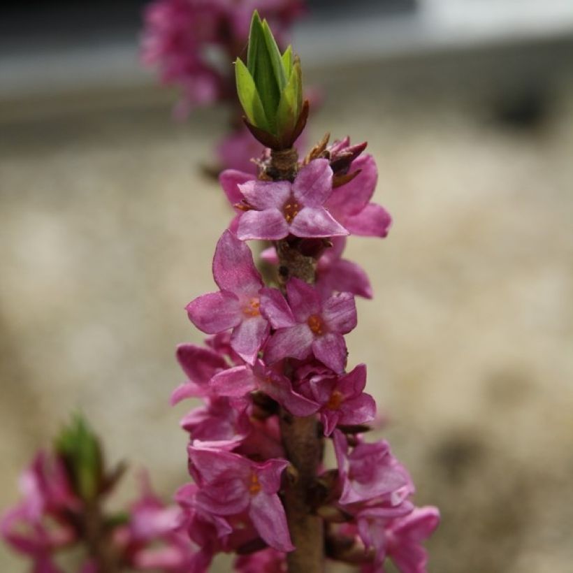 Daphne mezereum var. rubra (Floração)
