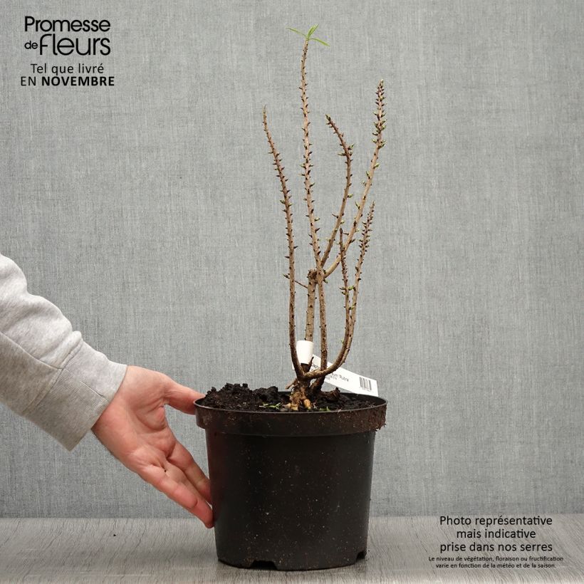 Amostra de Daphne mezereum var. rubra Vaso de 3 L/4 L tal como entregue no outono