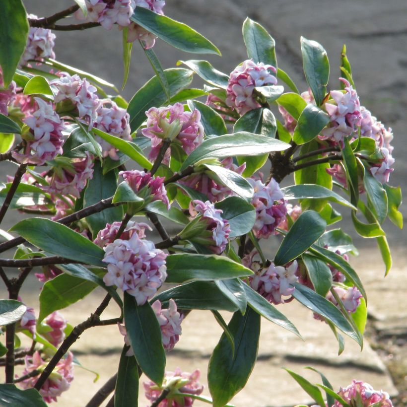 Daphne odora Aureomarginata (Hábito)