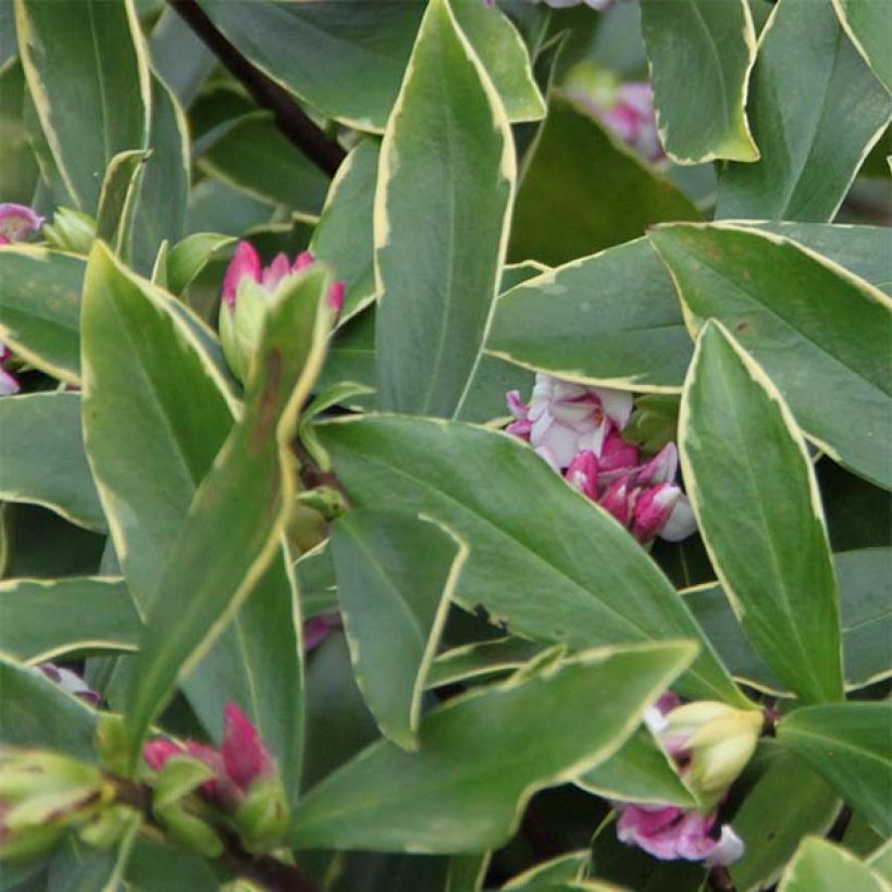 Daphne odora Aureomarginata (Folhagem)