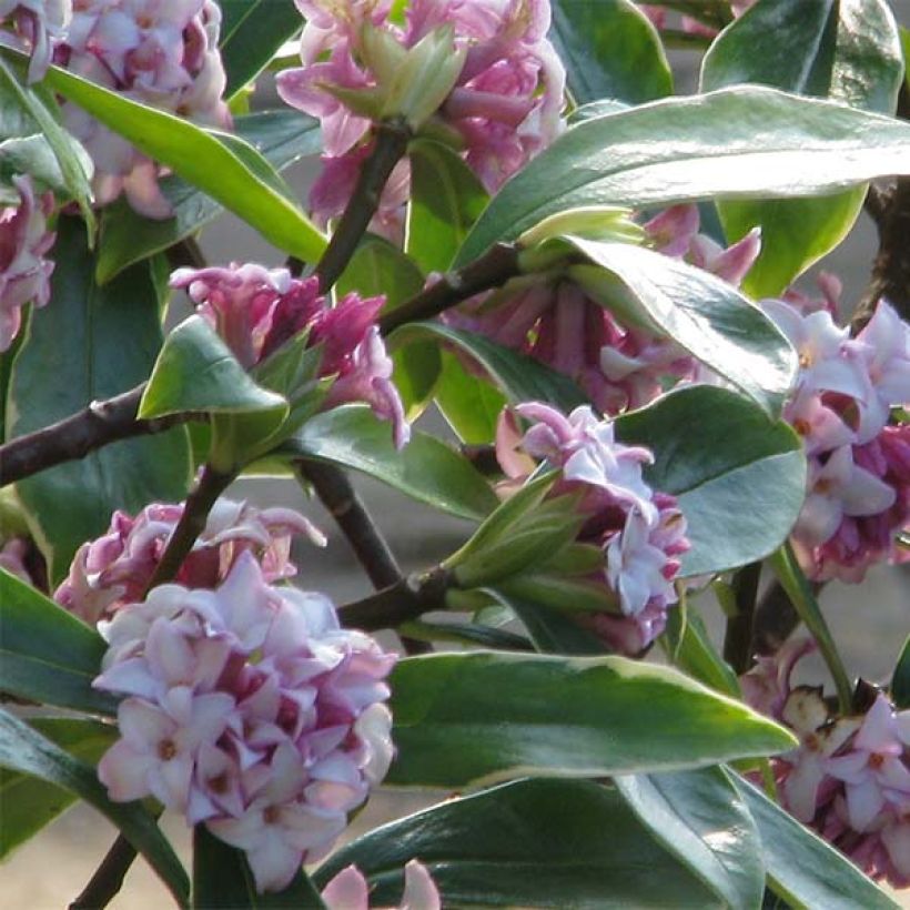 Daphne odora Aureomarginata (Floração)