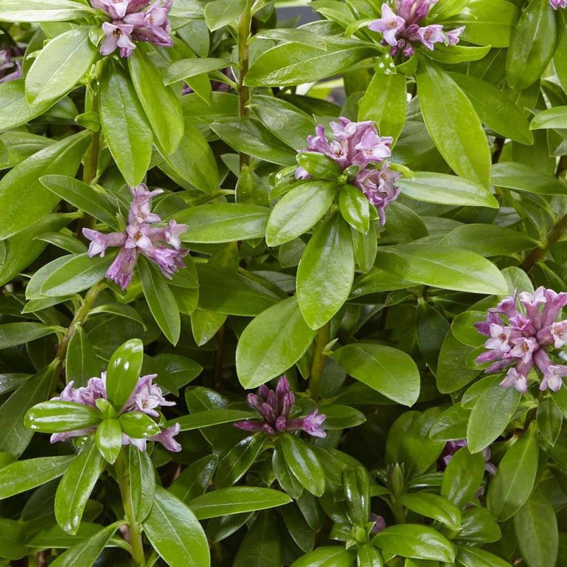 Daphne odora Sweet Amethyst (Folhagem)