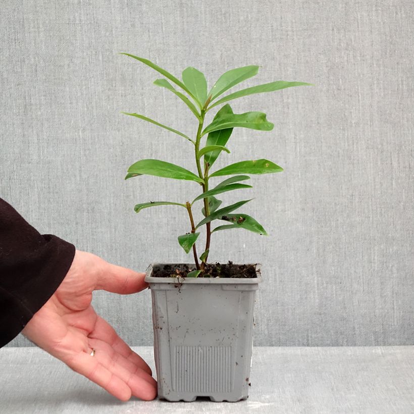 Amostra de Daphne Perfume Princess - Daphné parfumé Vaso de 1 L/1,5 L tal como entregue no outono