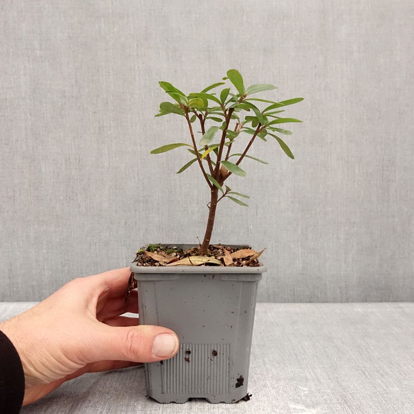 Amostra de Daphne x transatlantica Bella Rose Vaso de 1 L/1,5 L tal como entregue no inverno