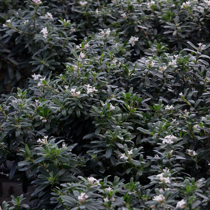 Daphne transatlantica Eternal Fragrance (Folhagem)