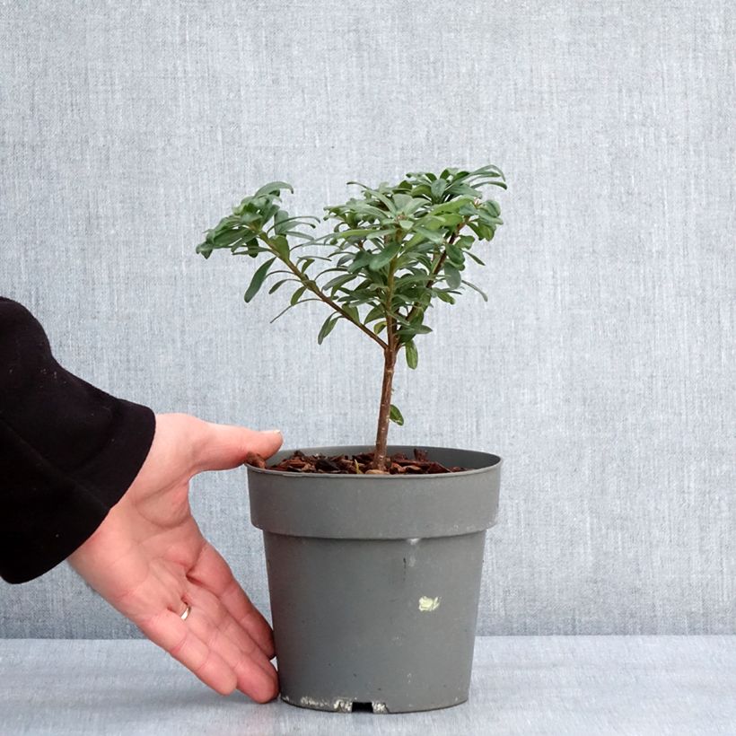 Amostra de Daphne transatlantica Eternal Fragrance Vaso de 1 L/1,5 L tal como entregue no inverno