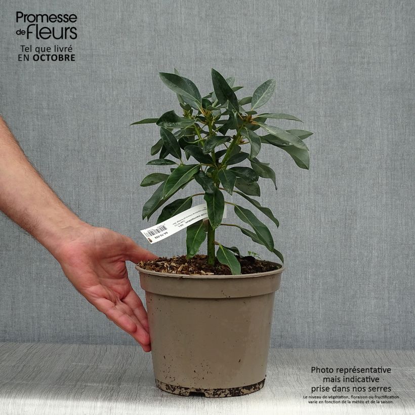 Amostra de Daphniphyllum himalayense subsp. macropodum Vaso de 2 L/3 L tal como entregue no outono