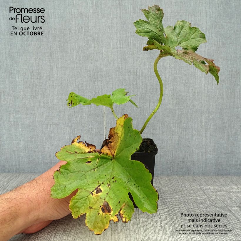 Amostra de Darmera peltata Vaso de 8/9 cm tal como entregue no outono