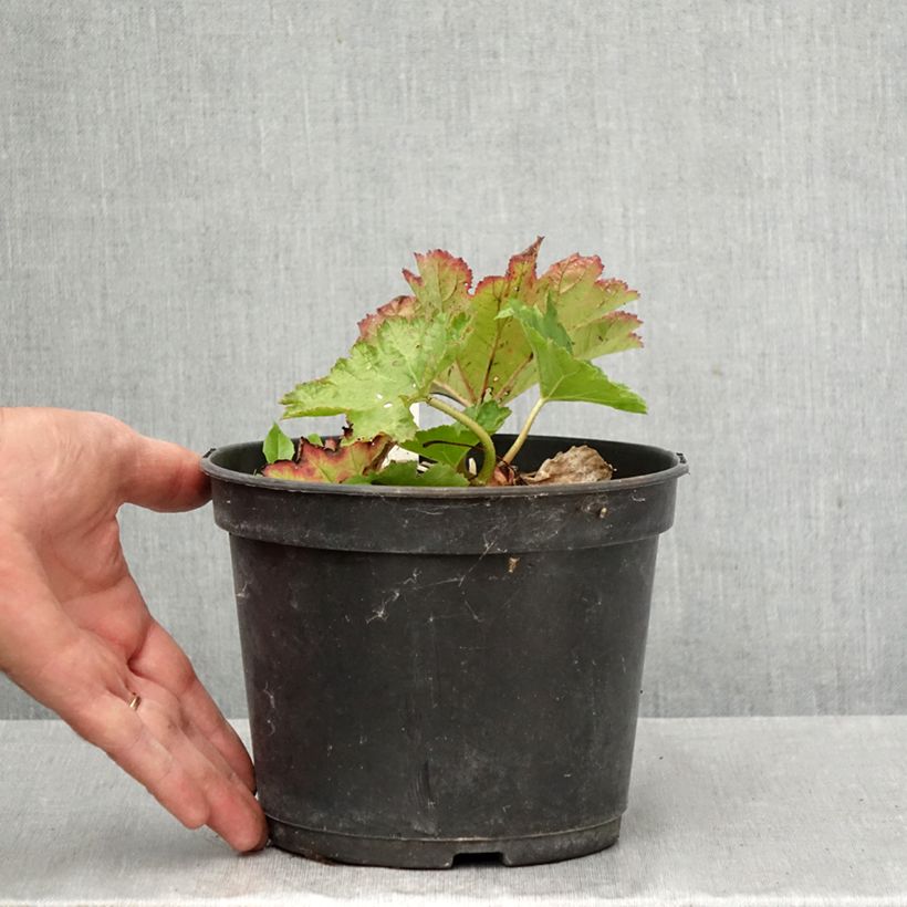 Amostra de Darmera peltata Vaso de 2 L/3 L tal como entregue no outono