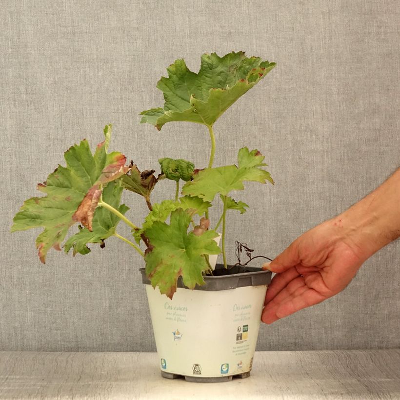 Amostra de Darmera peltata Vaso de 2 L/3 L tal como entregue no verão
