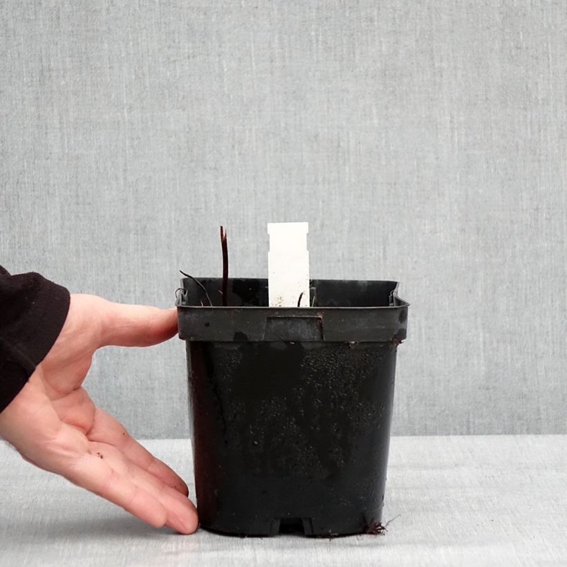 Amostra de Darmera peltata Vaso de 2 L/3 L tal como entregue no inverno