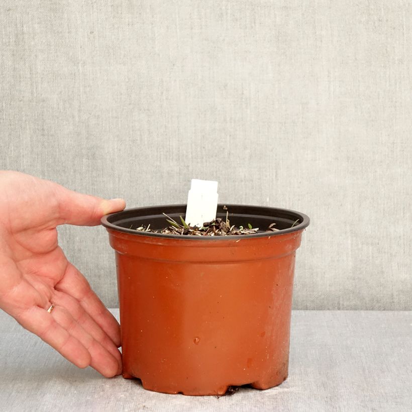 Amostra de Darmera peltata Vaso de 2 L/3 L tal como entregue na primavera
