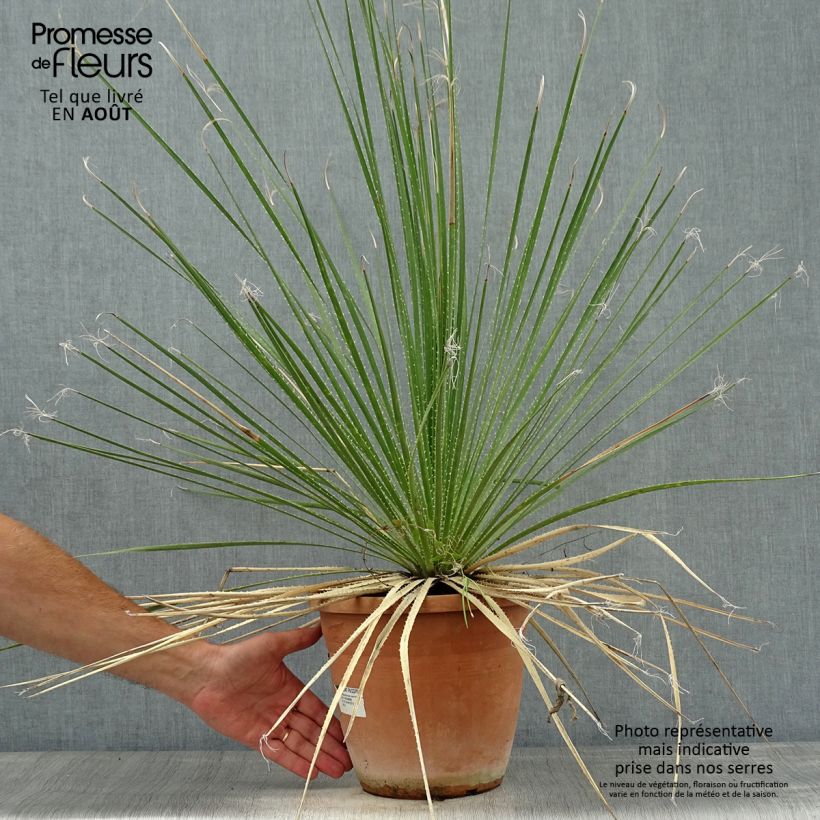 Amostra de Dasylirion glaucophyllum Vaso de 7,5 L/10 L tal como entregue no verão