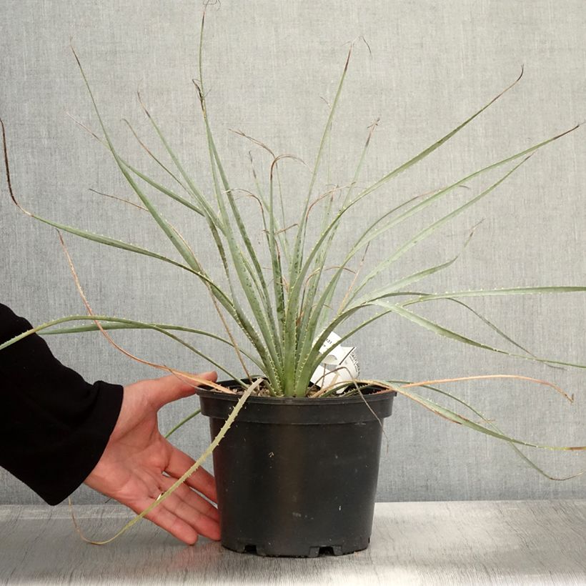 Amostra de Dasylirion wheeleri Vaso de 3 L/4 L tal como entregue no outono