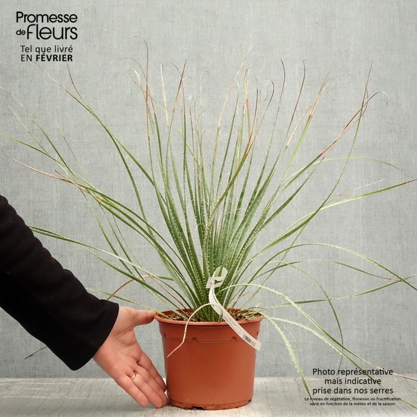 Amostra de Dasylirion wheeleri  Vaso de 3 L/4 L tal como entregue no inverno