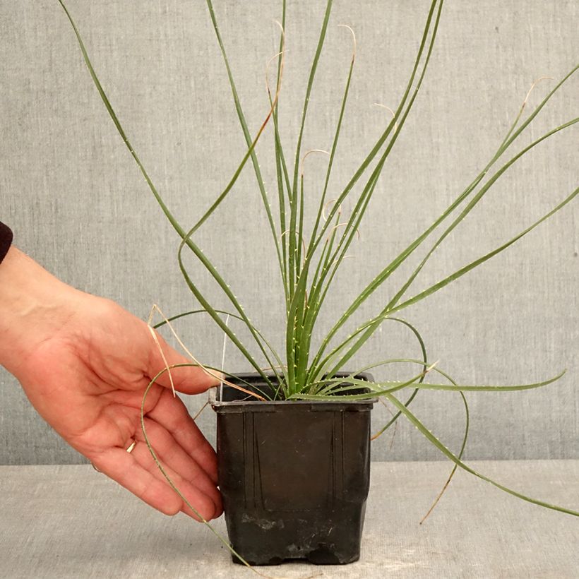 Amostra de Dasylirion wheeleri Vaso de 12 cm/13 cm tal como entregue na primavera