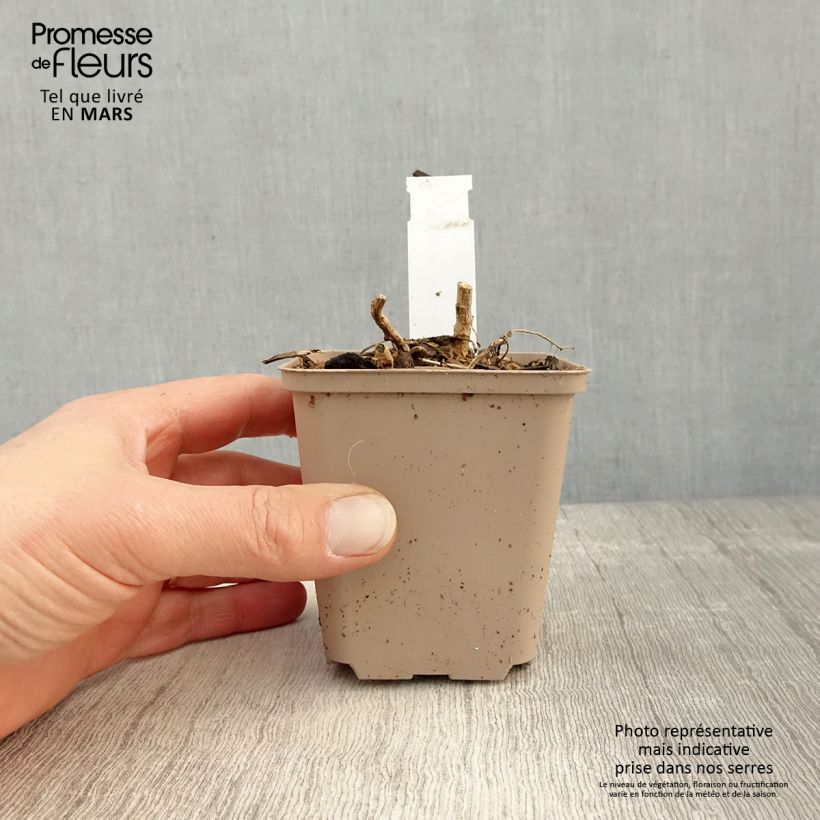 Amostra de Datisca cannabina Vaso de 8/9 cm tal como entregue na primavera