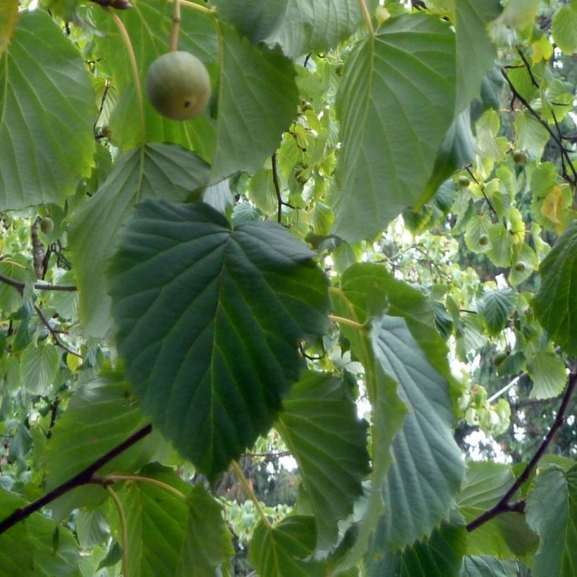 Davidia involucrata (Folhagem)