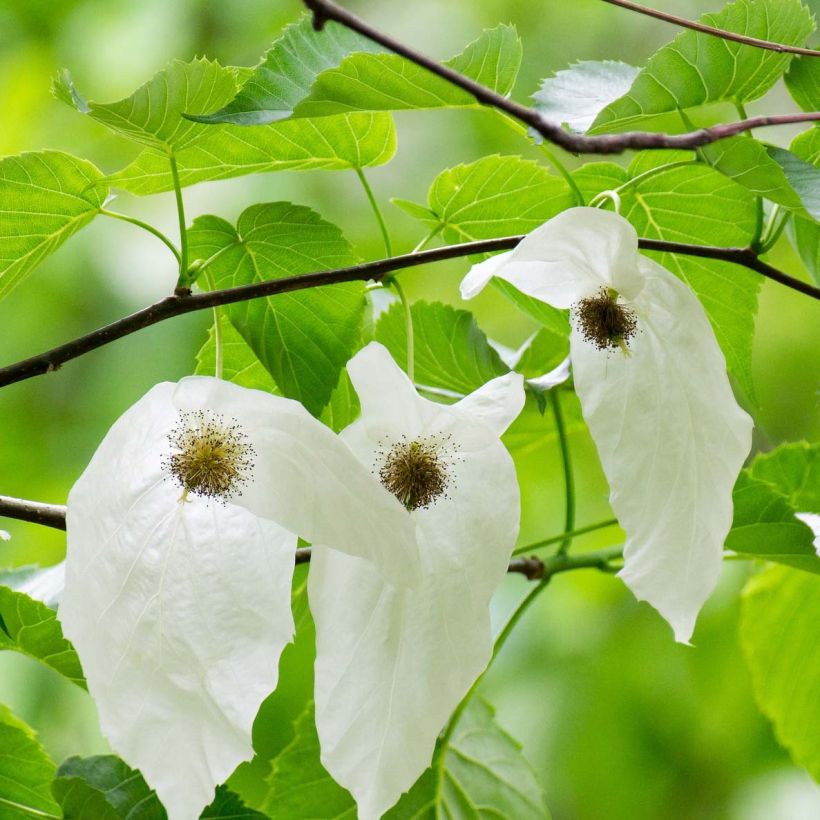 Davidia involucrata (Floração)