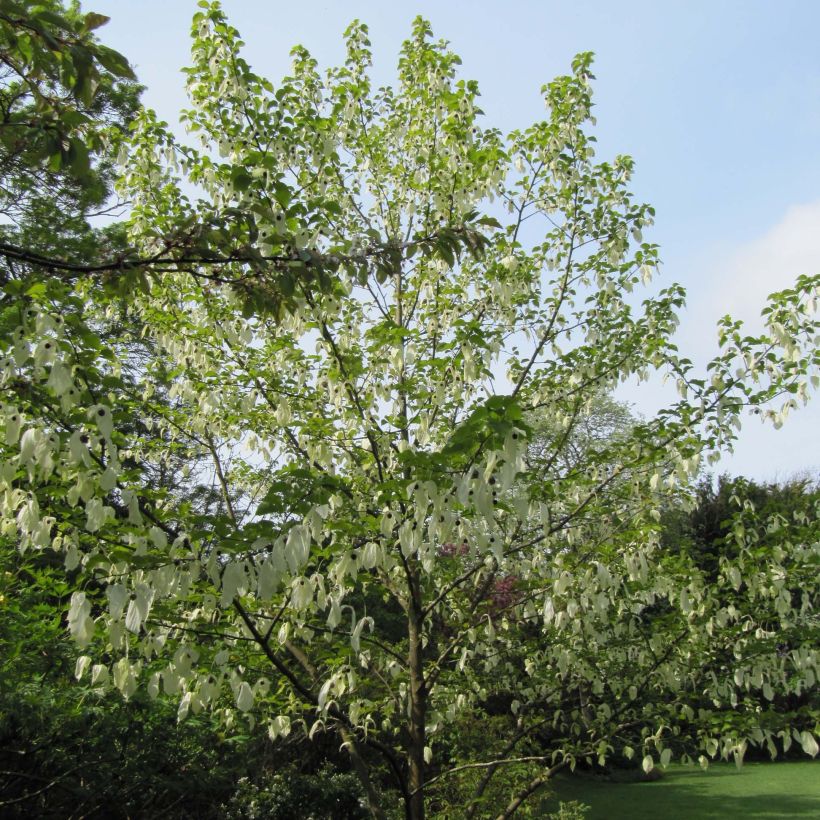 Davidia involucrata (Hábito)