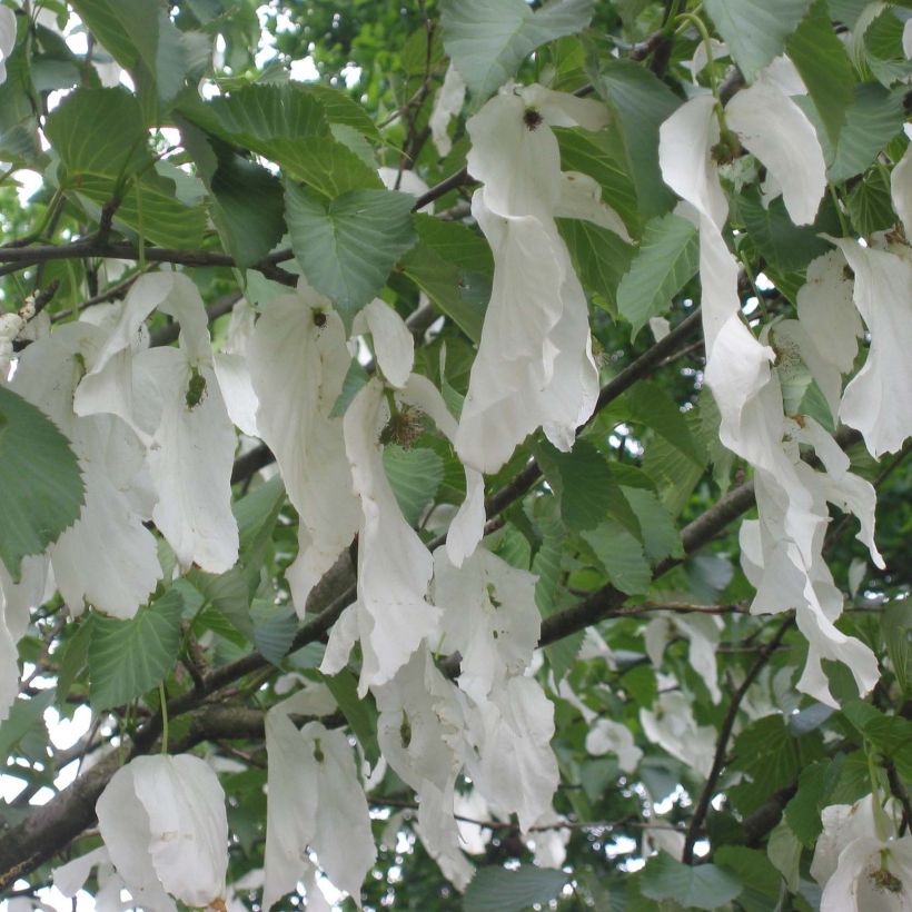 Davidia involucrata Sonoma (Floração)
