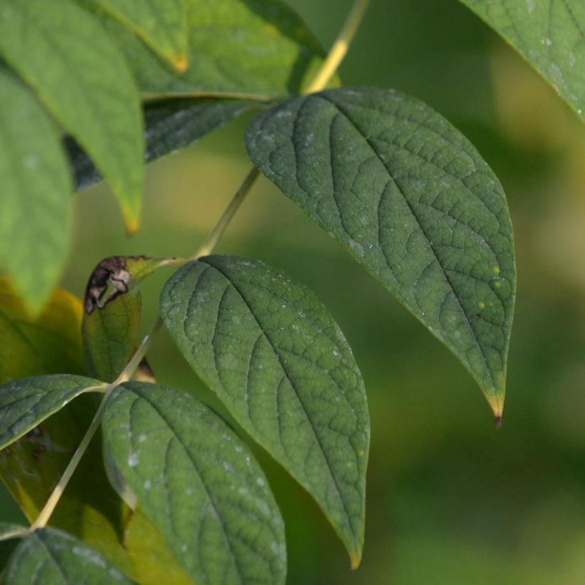 Decaisnea fargesii (Folhagem)