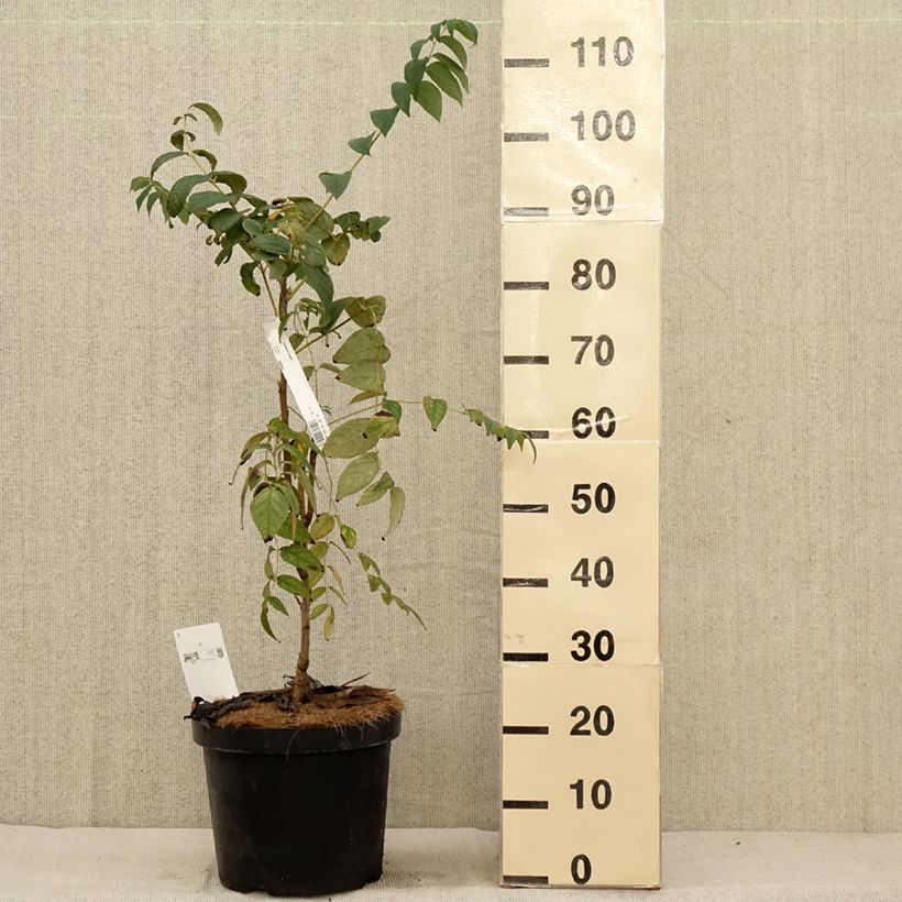 Amostra de Decaisnea fargesii Vaso de 7,5 L/10 L tal como entregue no outono