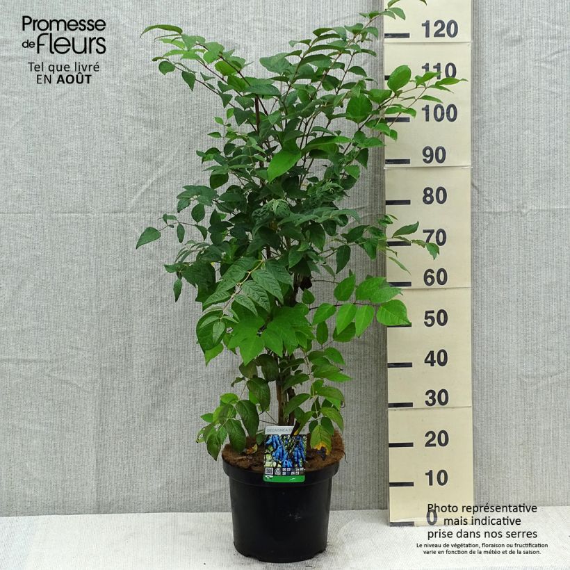 Amostra de Decaisnea fargesii Vaso de 7,5 L/10 L tal como entregue no verão