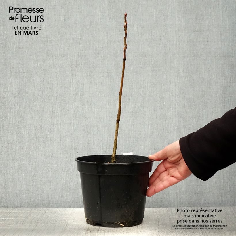 Amostra de Decaisnea fargesii Vaso de 2 L/3 L tal como entregue na primavera