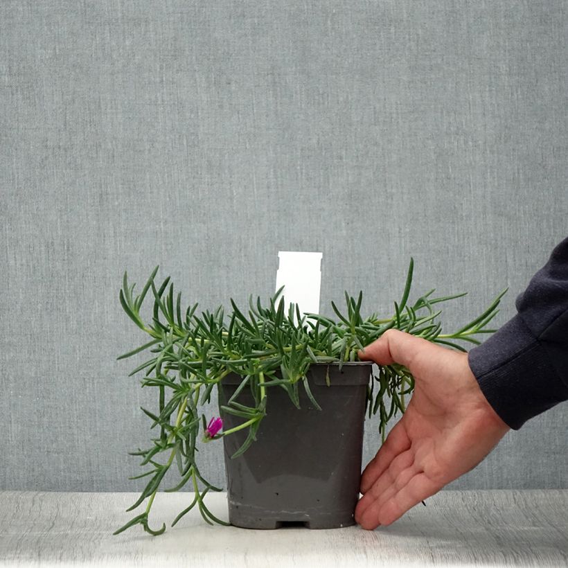 Amostra de Delosperma cooperi Vaso de 2 L/3 L tal como entregue no verão
