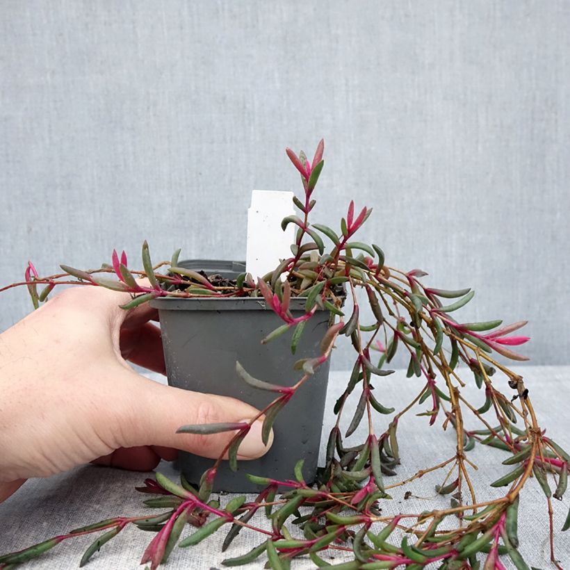 Amostra de Delosperma Desert Dancers Purple Vaso de 8/9 cm tal como entregue no inverno